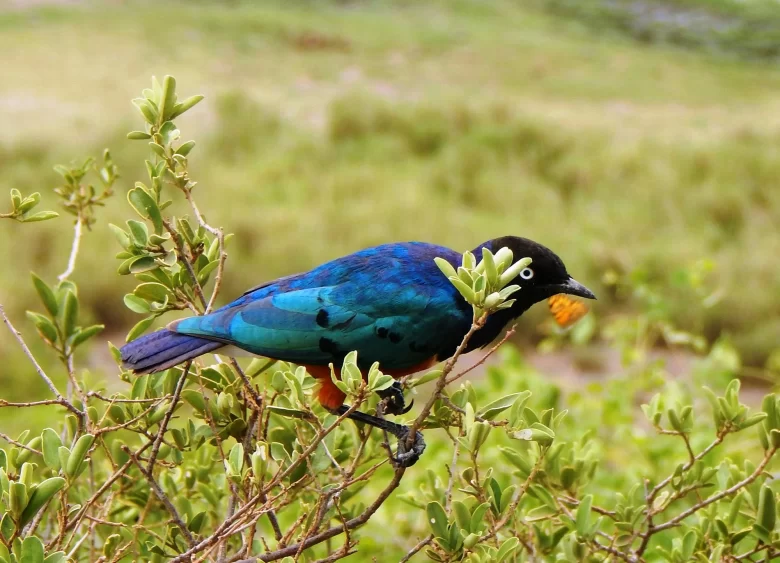Pássaro em ambiente natural no Parque Nacional de Theth